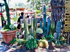 the place is filled with cacti